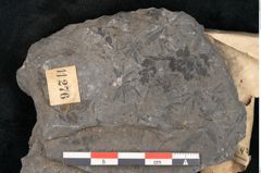 Foto (Detailansicht) von Annularia longifolia Brongniart (NHMW-GEO-2024-0188-11276)